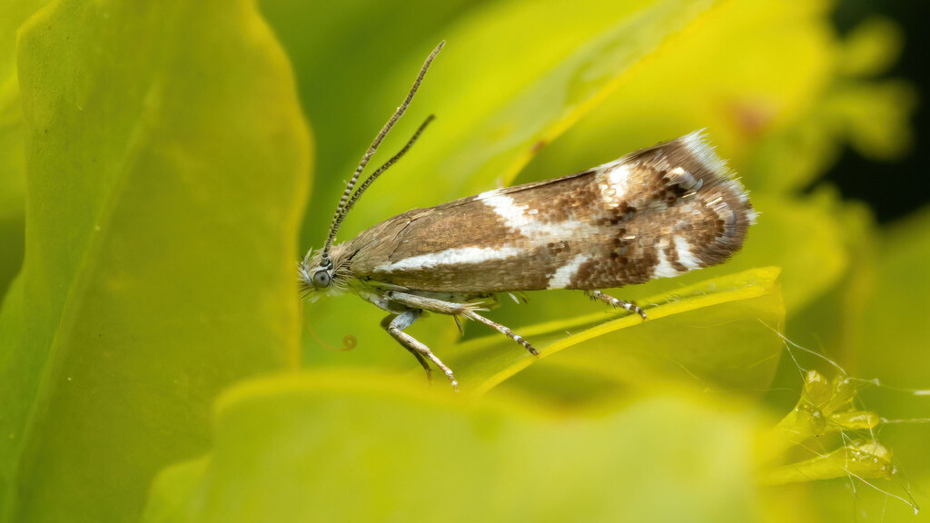 Millieriidae Millieria dolosalis