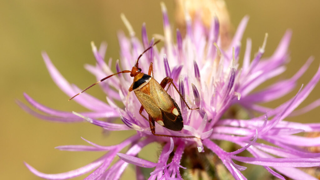 Miridae Adelphocoris vandalicus