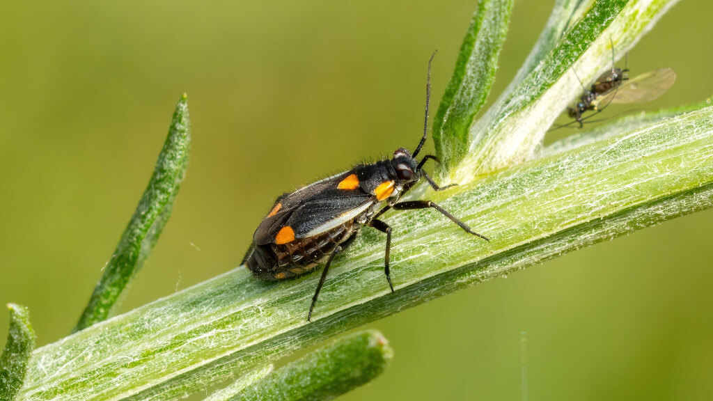 Miridae Capsodes gothicus