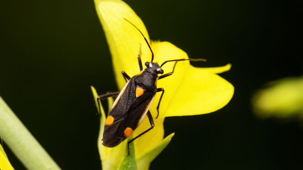 Miridae Capsodes gothicus