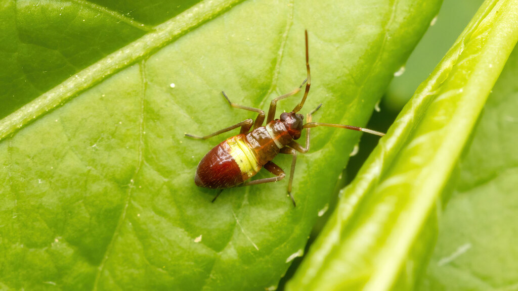 Miridae Closterotomus