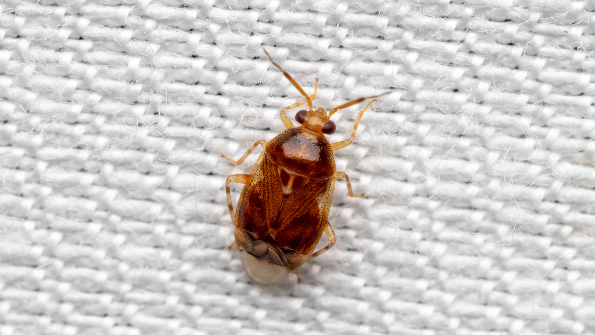 Miridae Deraeocoris lutescens