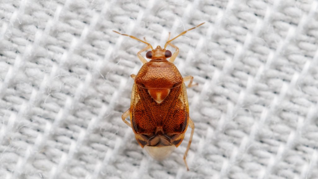 Deraeocoris lutescens