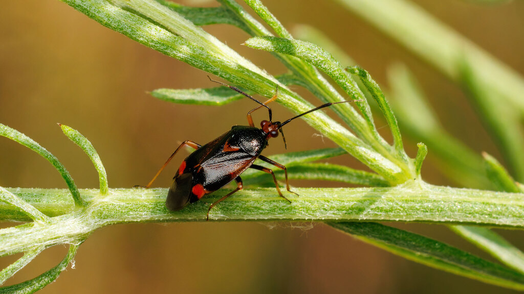 Miridae Deraeocoris ruber