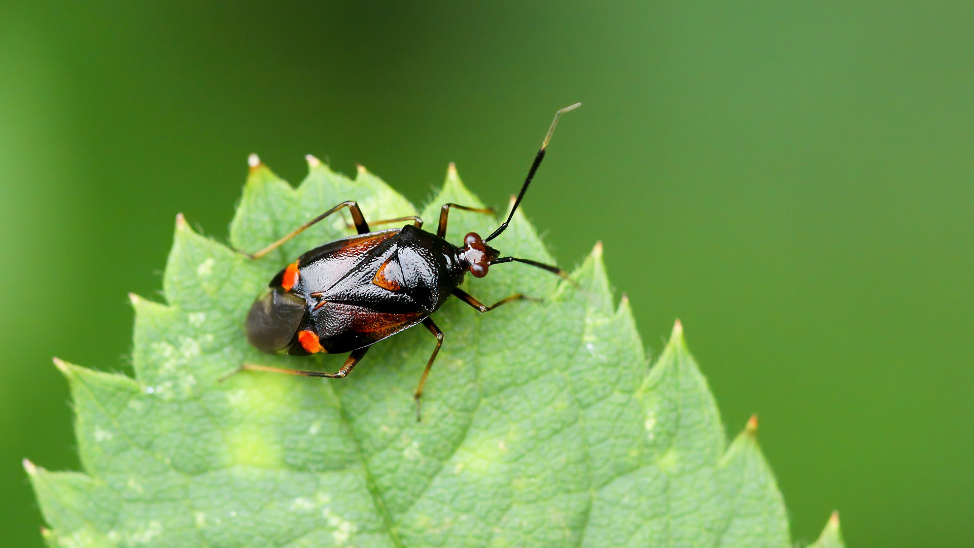 Miridae Deraeocoris ruber