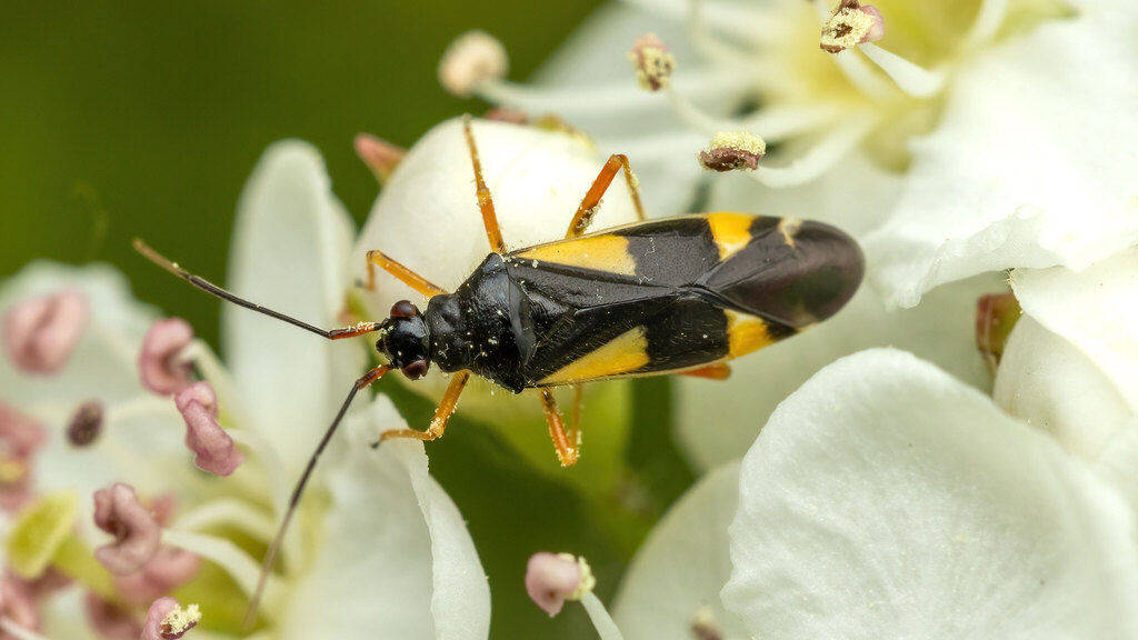 Miridae Dryophilocoris flavoquadrimaculatus