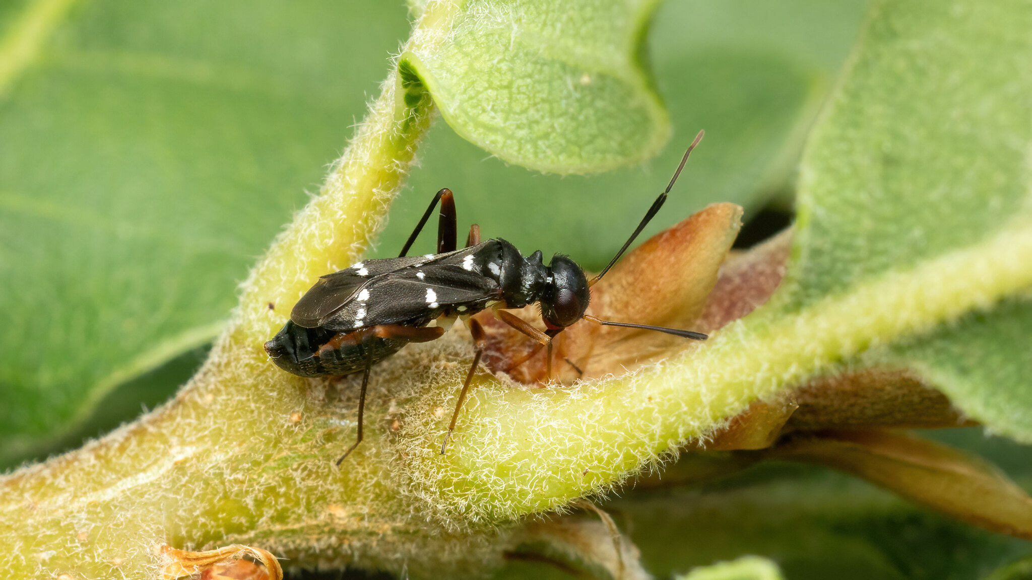 Miridae Globiceps sphaegiformis