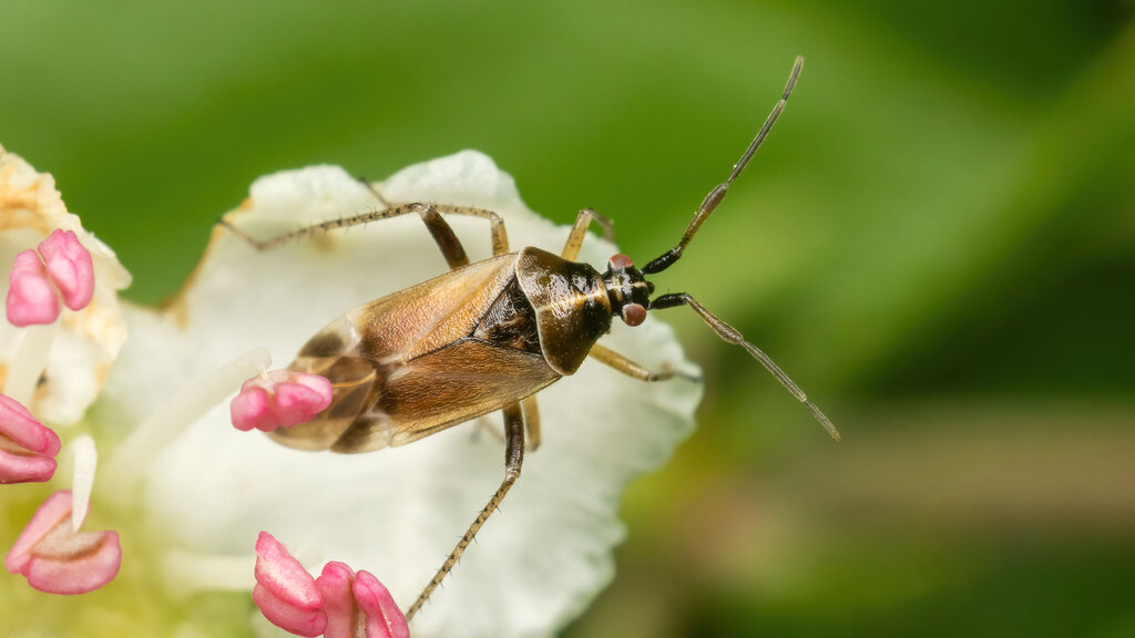 Miridae Harpocera hellenica