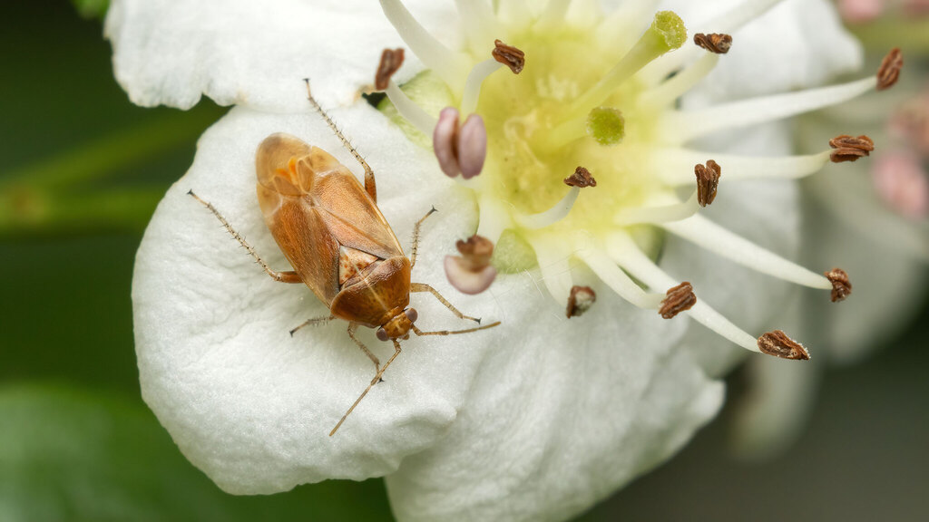 Miridae Harpocera hellenica