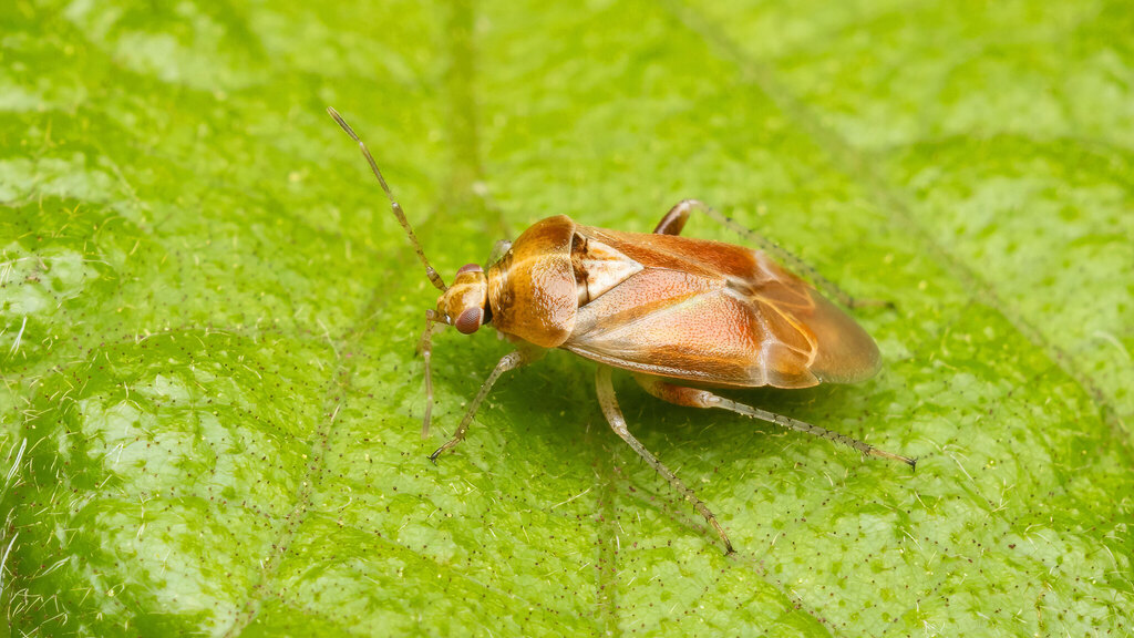 Miridae Harpocera hellenica