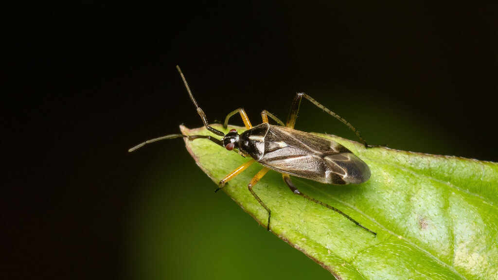 Miridae Harpocera thoracica