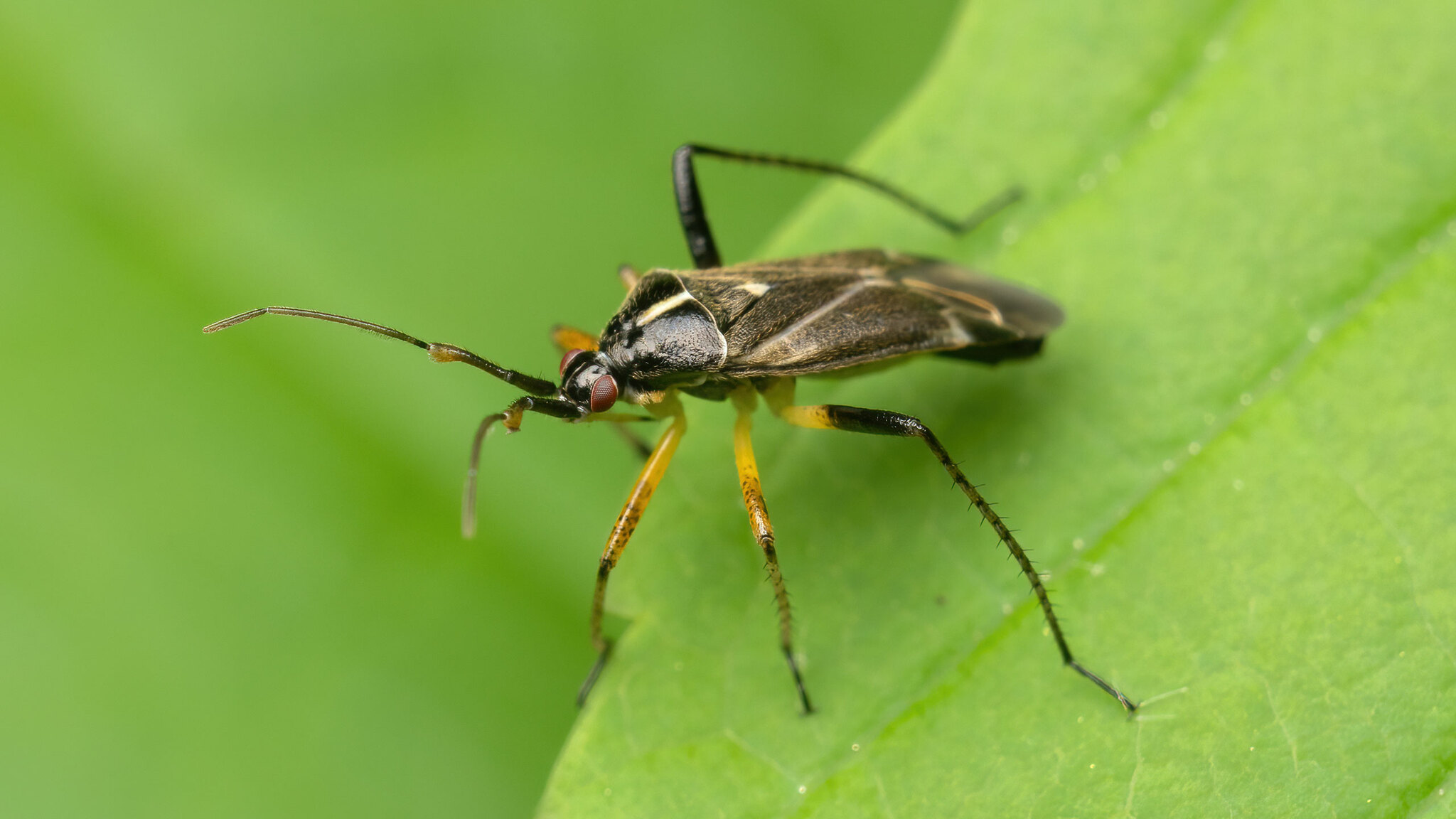 Miridae Harpocera thoracica