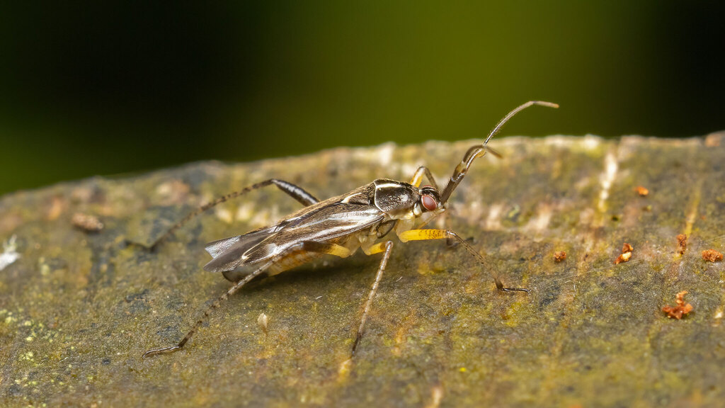 Miridae Harpocera thoracica