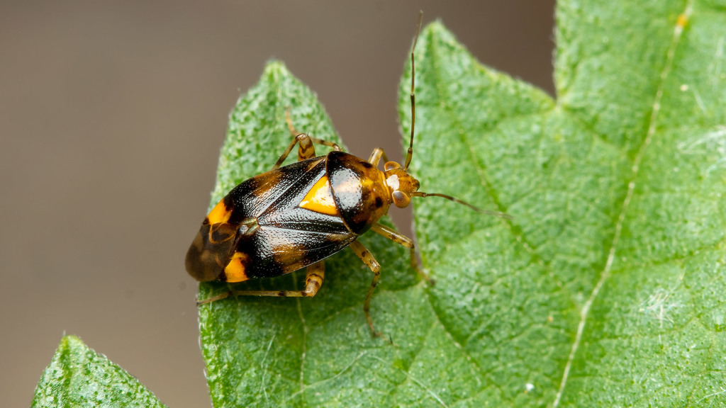 Miridae Liocoris tripustulatus