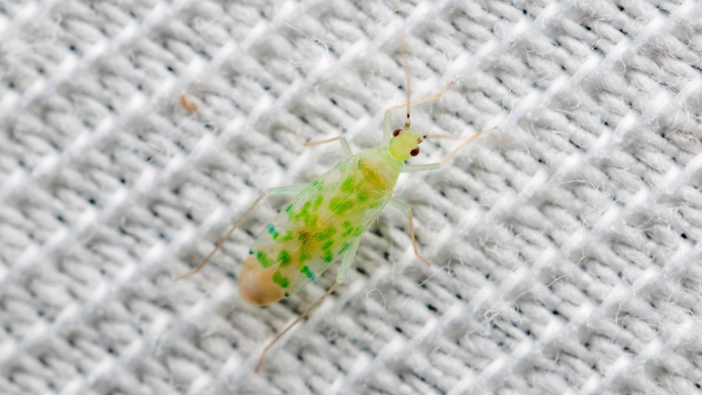 Malacocoris chlorizans