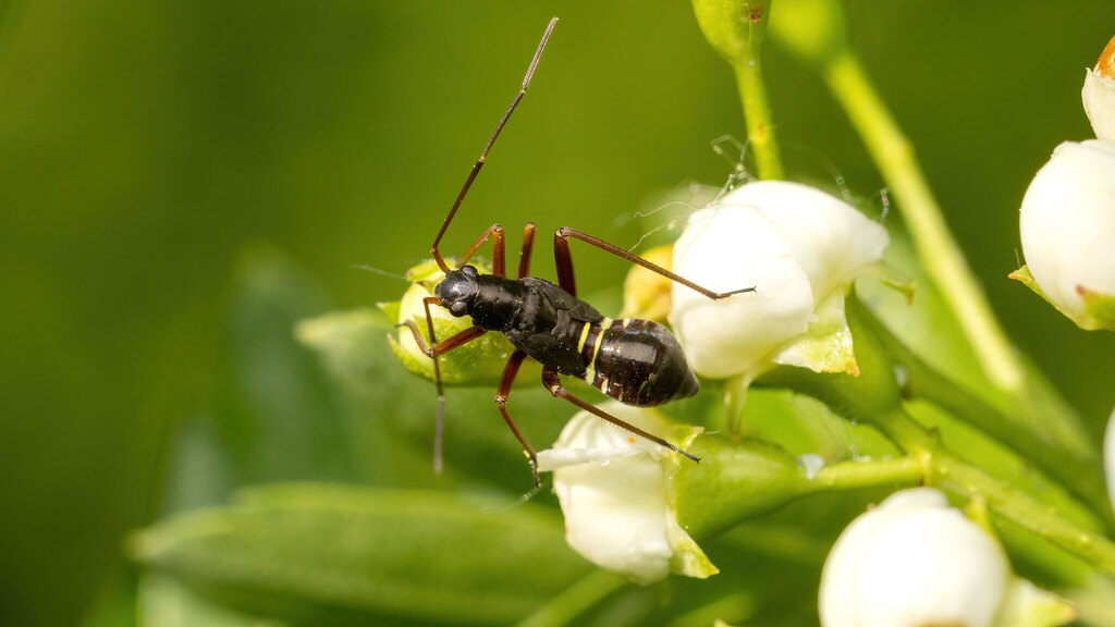 Miridae Miris striatus