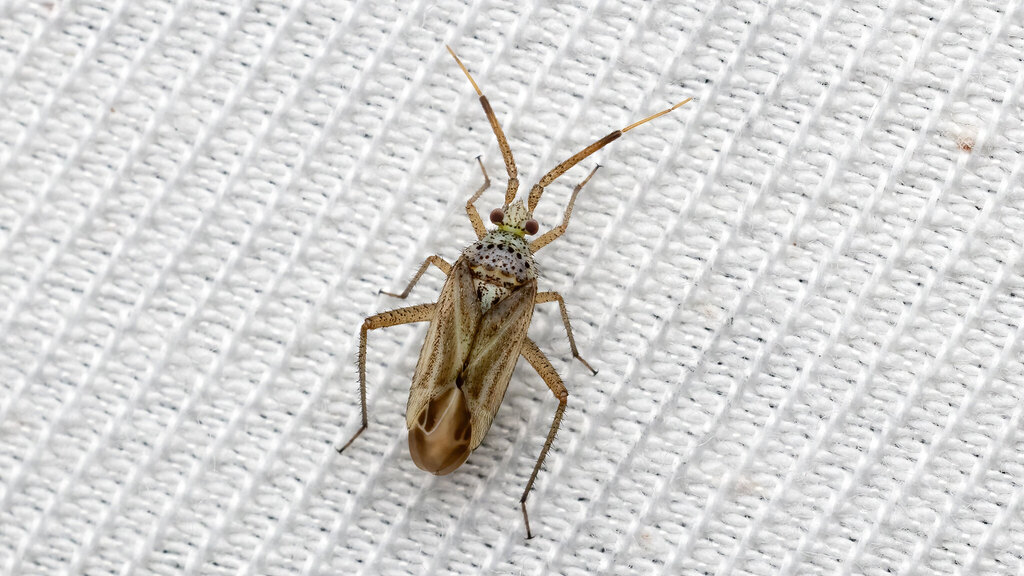 Miridae Oncotylus setulosus