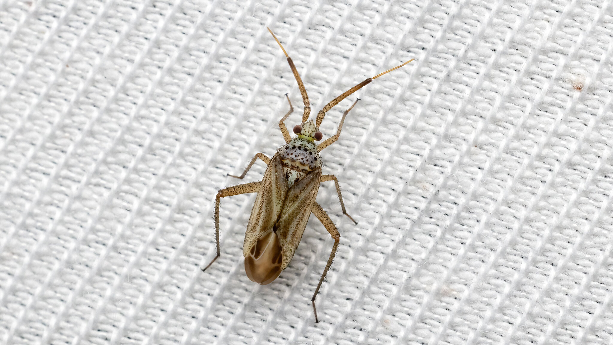 Miridae Oncotylus setulosus