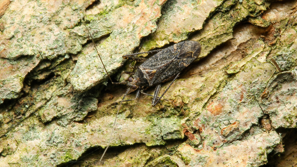 Miridae Phytocoris