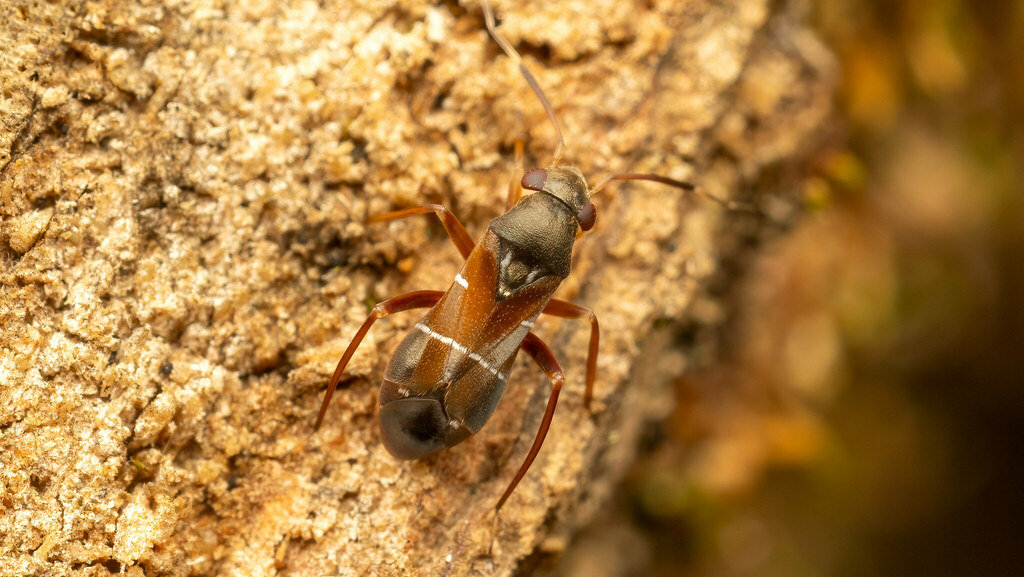 Miridae Pilophorus perplexus