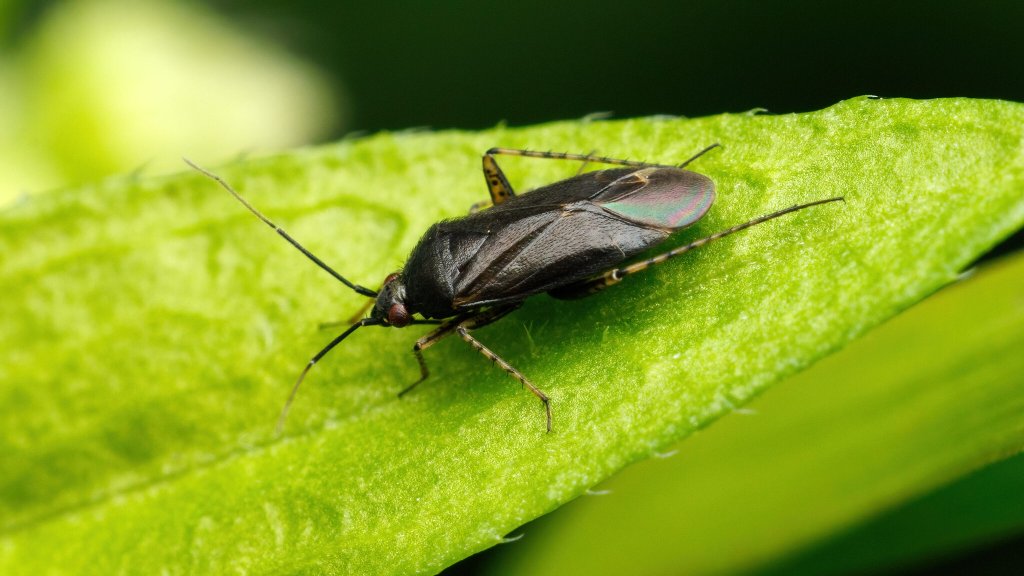 Plagiognathus arbustorum