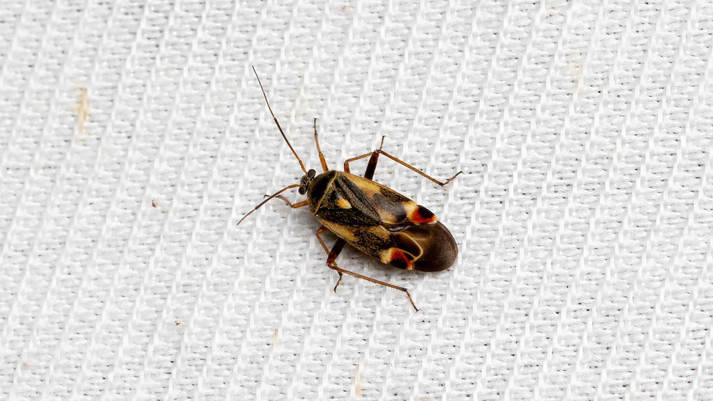 Miridae Polymerus unifasciatus