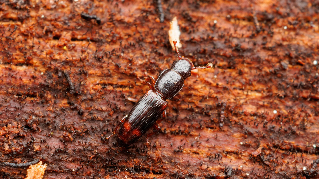 Monotomidae Rhizophagus bipustulatus