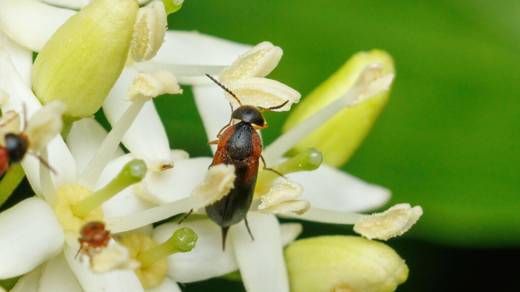Mordellidae Mordellistena humeralis