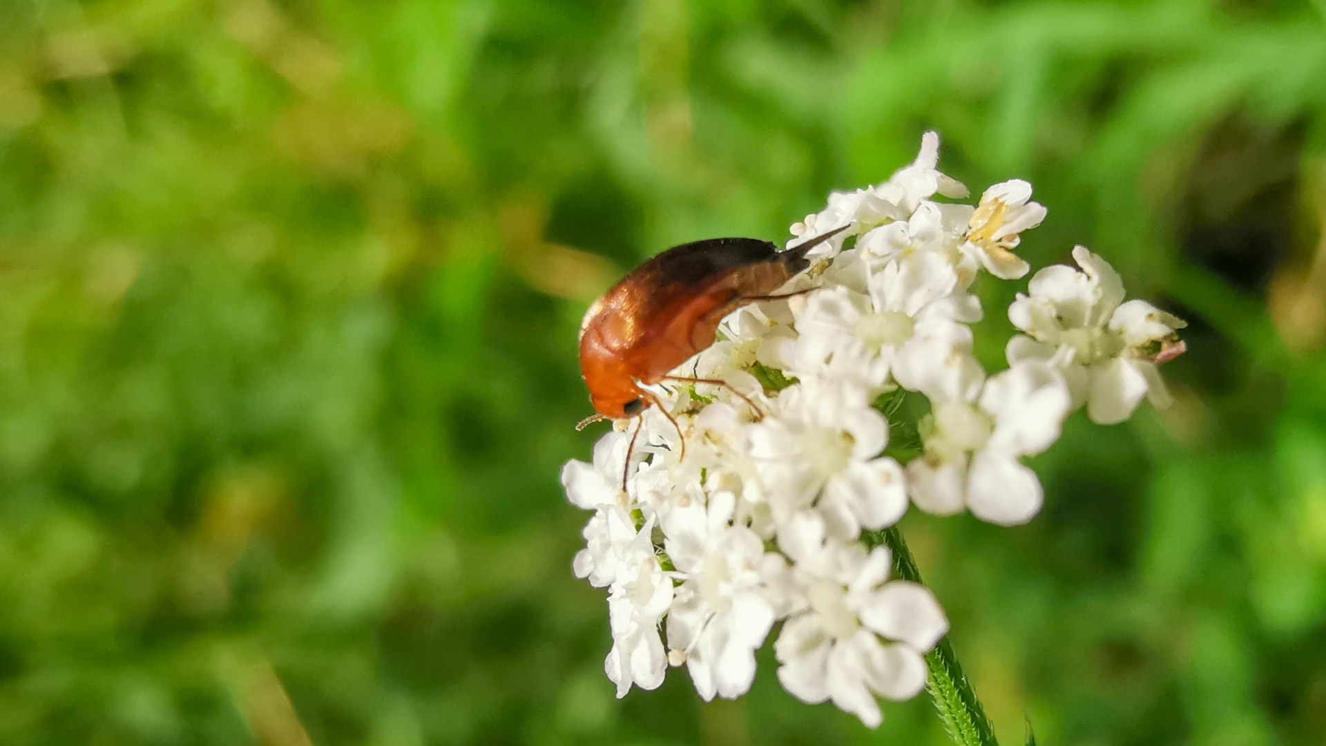 Mordellistena neuwaldeggiana