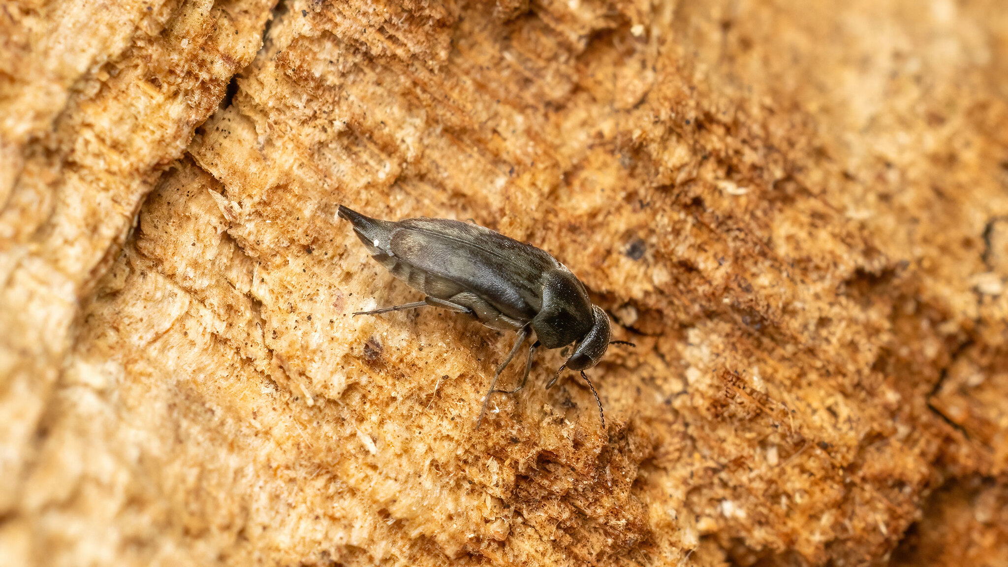 Mordellidae Tomoxia