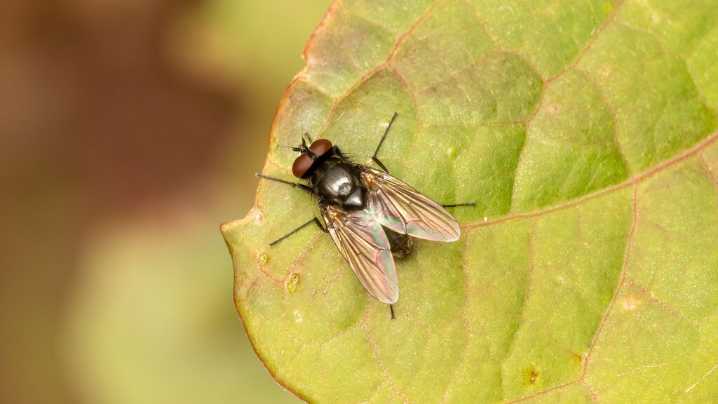 Muscidae Muscidae