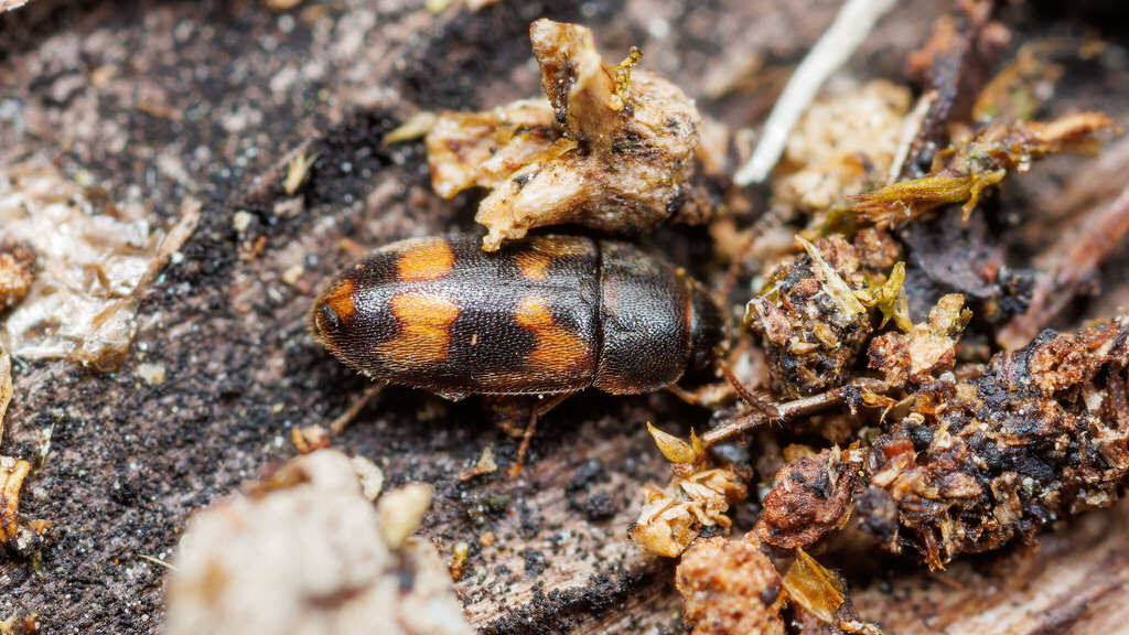 Mycetophagidae Litargus connexus