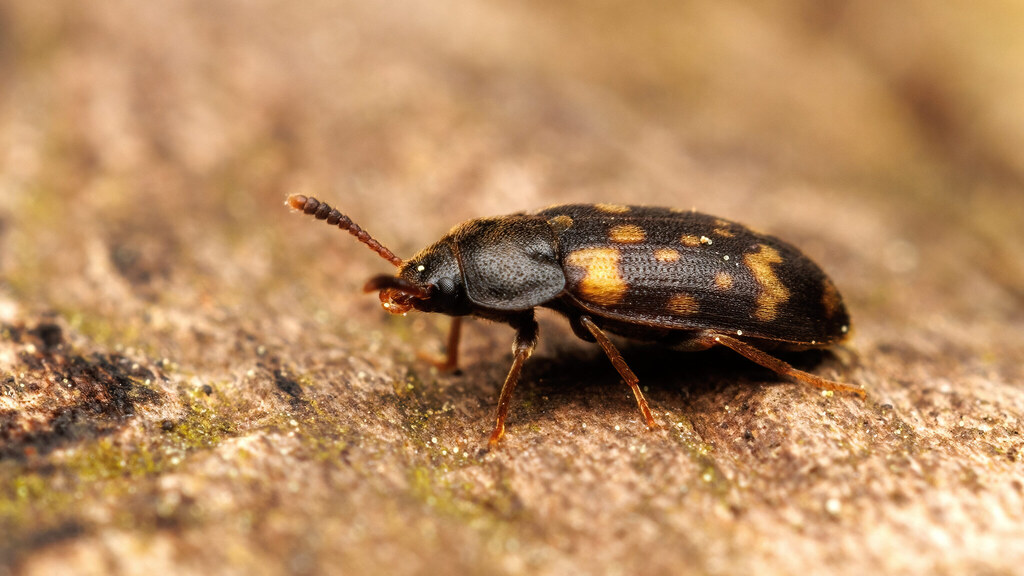 Mycetophagidae Mycetophagus atomarius