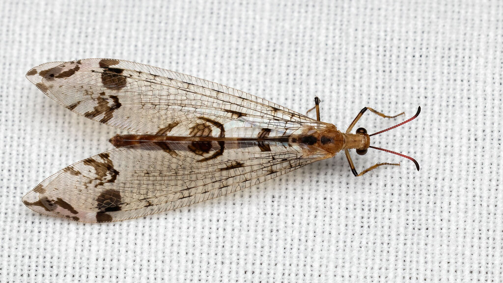 Myrmeleontidae Dendroleon pantherinus
