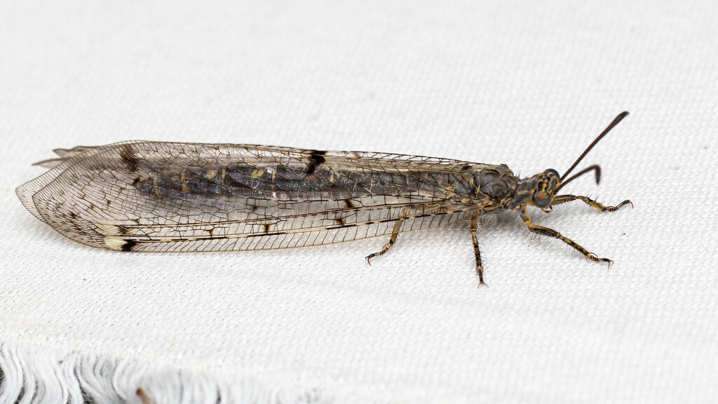 Myrmeleontidae Distoleon tetragrammicus