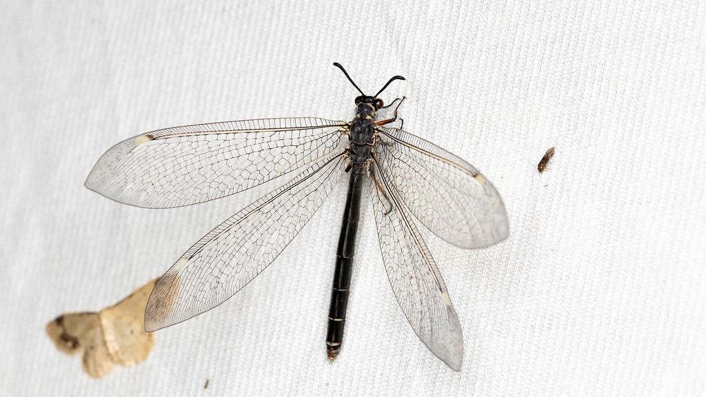 Myrmeleontidae Myrmeleon formicarius