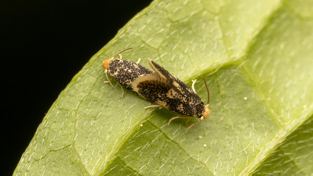 Nepticulidae Etainia sericopeza