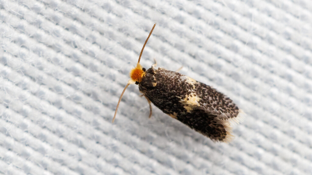 Nepticulidae Nepticulidae