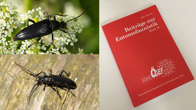 Two first records of Cerambycidae in Vienna