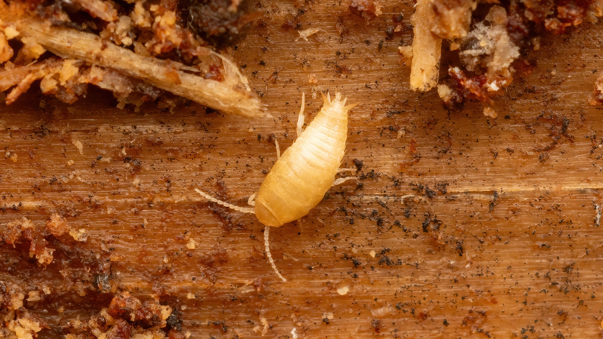 Nicoletiidae Atelura formicaria