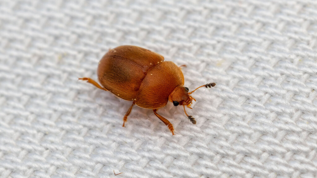 Nitidulidae Cychramus luteus