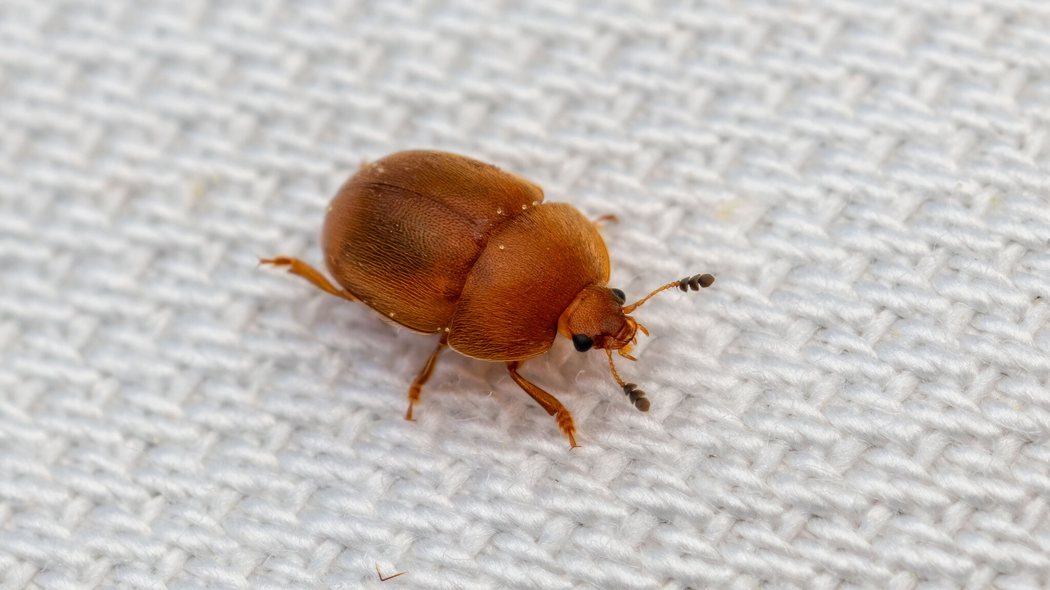 Nitidulidae Cychramus luteus