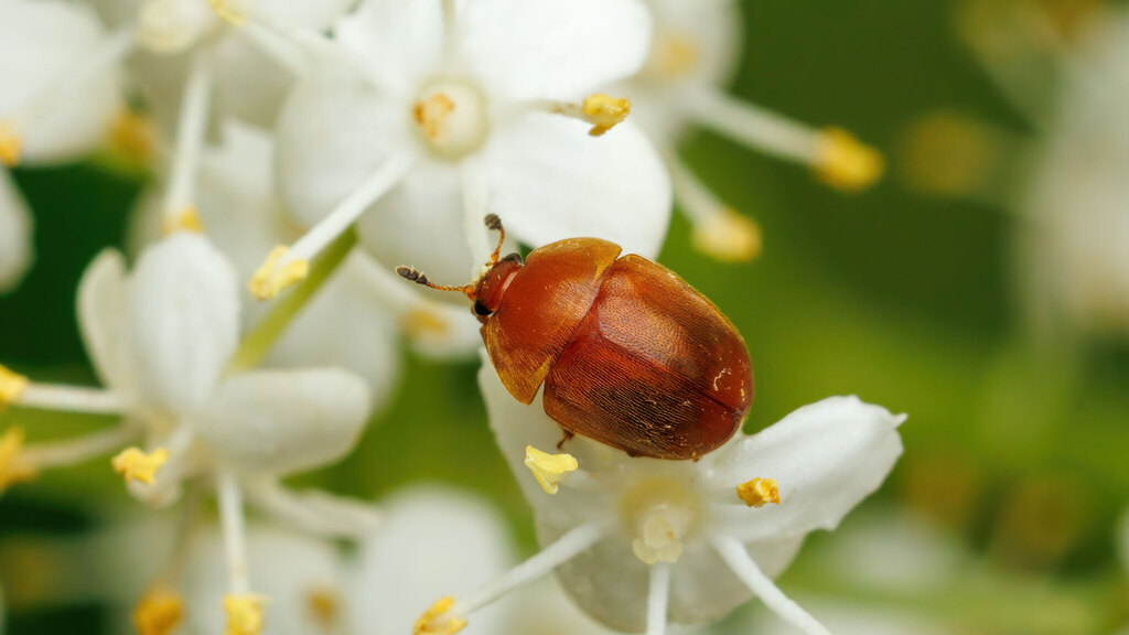 Nitidulidae Cychramus luteus