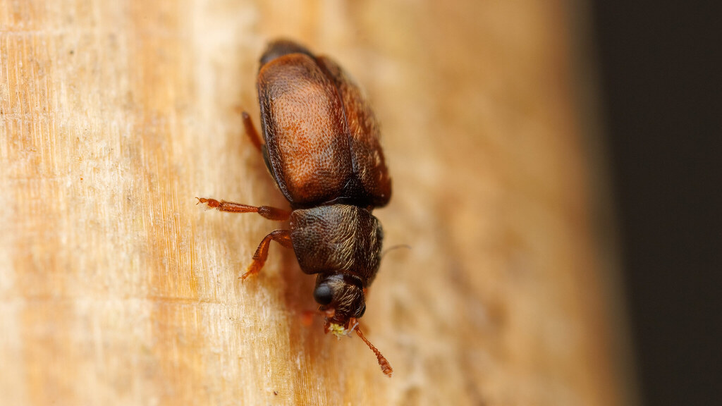 Nitidulidae Epuraea melanocephala
