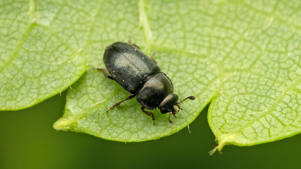 Nitidulidae Meligethes