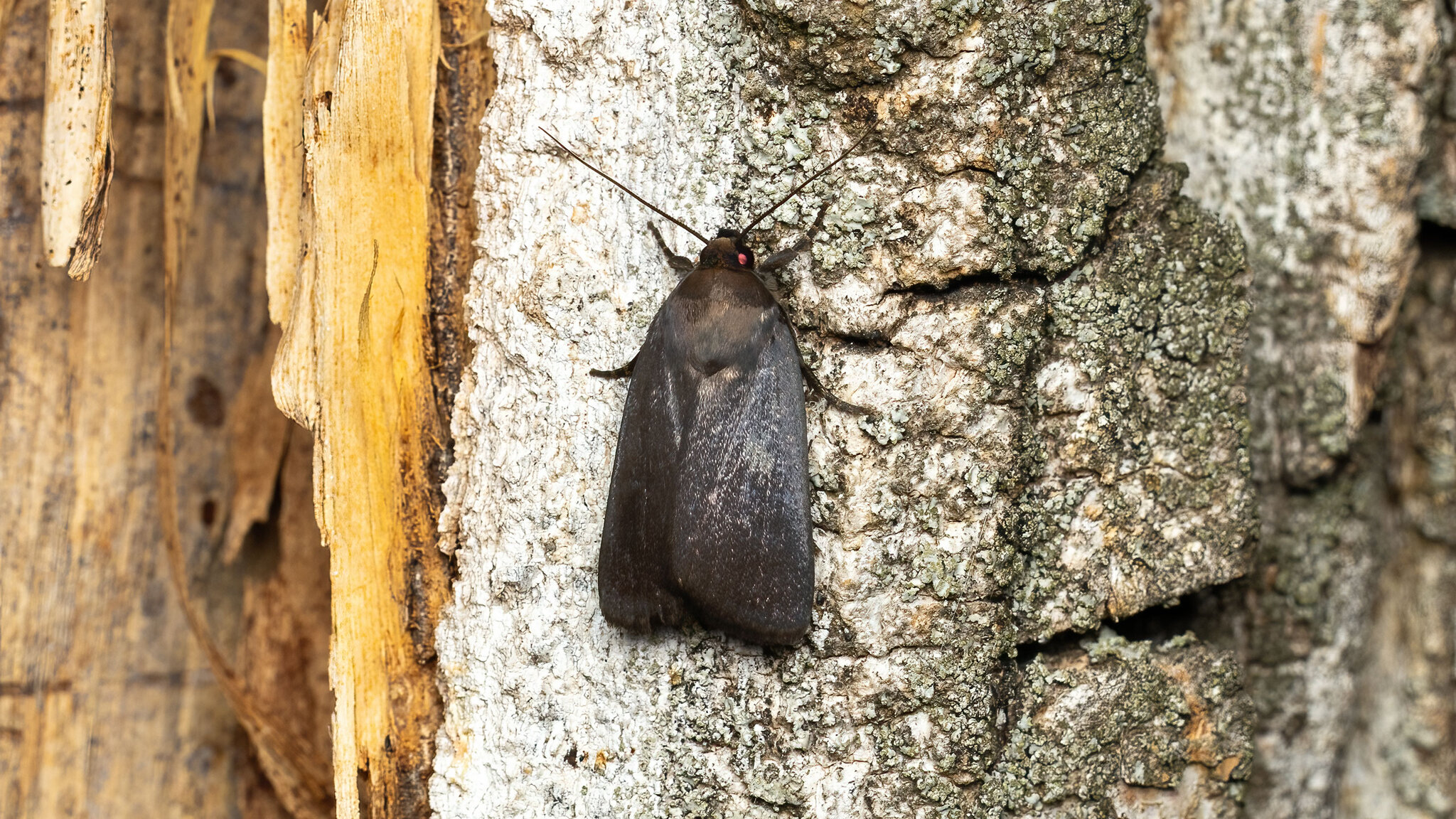 Noctuidae Amphipyra livida