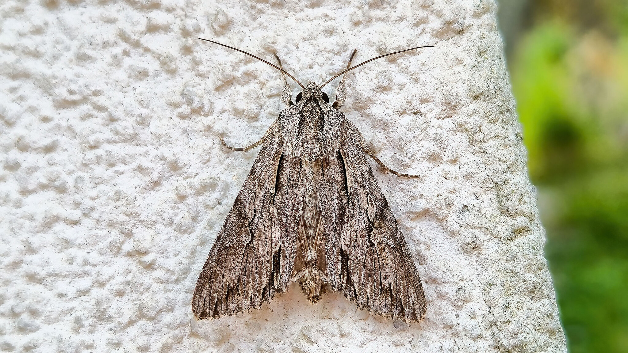 Noctuidae Auchmis detersa