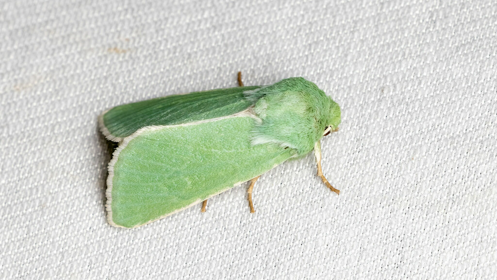 Noctuidae Calamia tridens