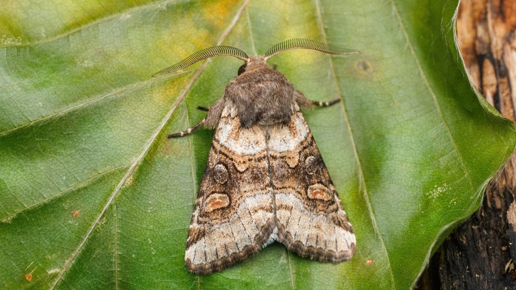 Cleoceris scoriacea
