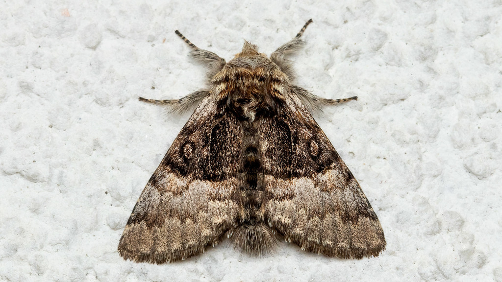 Noctuidae Colocasia coryli